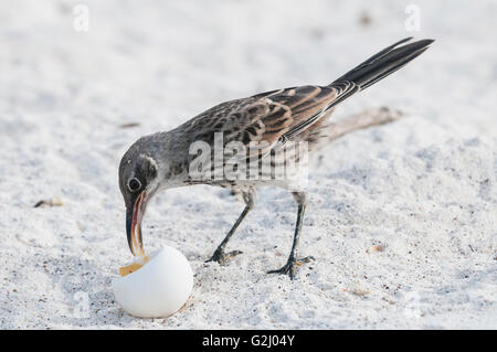 Hood Spottdrossel, Mimus Macdonaldi (zählt Macdonaldi), Fütterung auf Schildkröte Ei, Isla Espanola (Haube), Galapagos, Ecuador Stockfoto