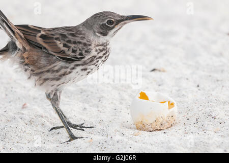 Hood Spottdrossel, Mimus Macdonaldi (zählt Macdonaldi), Fütterung auf Schildkröte Ei, Isla Espanola (Haube), Galapagos, Ecuador Stockfoto