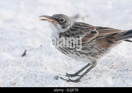 Hood Spottdrossel (Espanola Mockingbird), Mimus Macdonaldi (zählt Macdonaldi), Isla Espanola (Haube), Galapagos, Ecuador Stockfoto