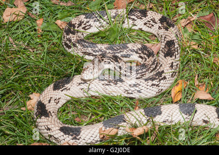 Northern Pine Snake, Pituophis Melanoleucus Melanoleucus; Eingeborener nach SE USA Stockfoto