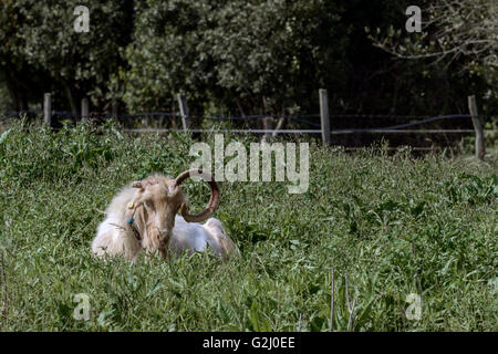 RAM mit einem Horn - die anderen gebrochen. Kantabrien, Spanien, Stockfoto