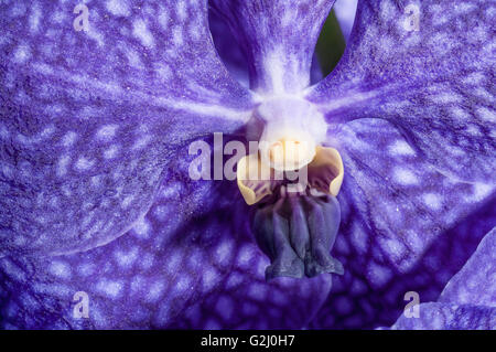 Vanda Pakchong Blue, Hybrid-Orchidee (Arzt Anek X coerulea) Stockfoto