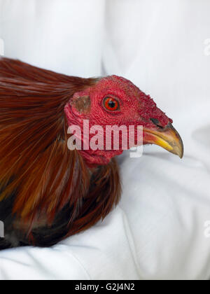 Hahn's Kopf, Nahaufnahme Stockfoto