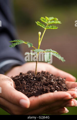 Sämling in der hohlen Hand, Hawaiian Vermächtnis Hartholz, Kukaiau Stockfoto