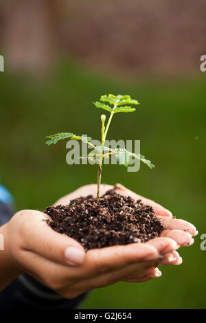 Sämling in der hohlen Hand, Hawaiian Vermächtnis Hartholz, Kukaiau Stockfoto