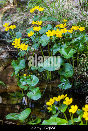 Marsh Marigold (Caltha Palustris) Stockfoto