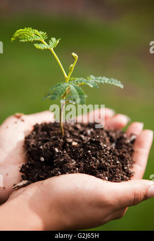 Sämling in der hohlen Hand, Hawaiian Vermächtnis Hartholz, Kukaiau Stockfoto