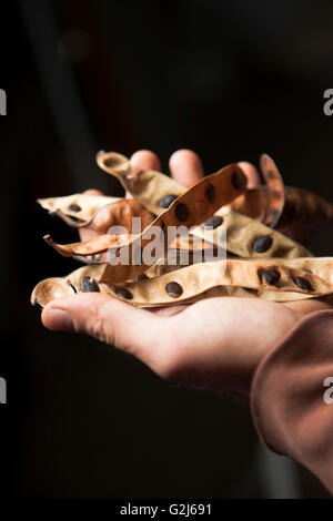 Samen-Kollektion, Hawaiian Vermächtnis Hartholz, Kukaiau Ranch, Mauna Kea Stockfoto