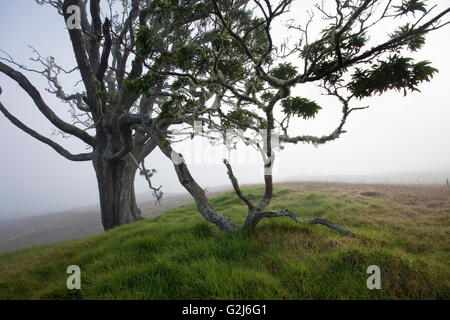 Mutter Bäume, alte Wachstum, Hawaiian Vermächtnis Hartholz, Kukaiau Stockfoto