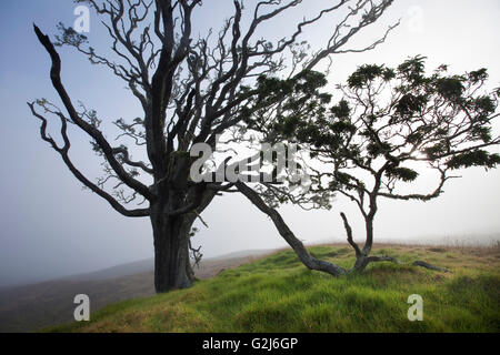 Mutter Bäume, alte Wachstum, Hawaiian Vermächtnis Hartholz, Kukaiau Stockfoto