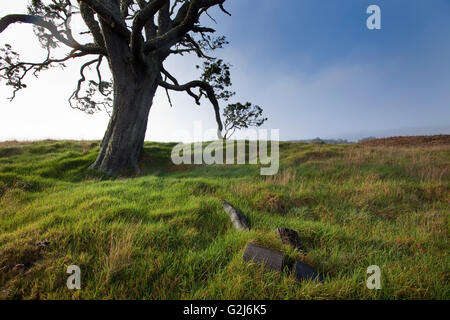 Mutter Bäume, alte Wachstum, Hawaiian Vermächtnis Hartholz, Kukaiau Stockfoto