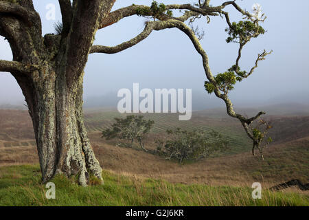 Mutter Bäume, alte Wachstum, Hawaiian Vermächtnis Hartholz, Kukaiau Stockfoto