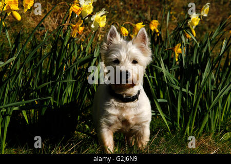 Frühling in Großbritannien, wunderschöne Blüte Blüten leuchtend gelben Narzissen & englische Glockenblumen, schöne Spaziergänge mit Hunden Stockfoto