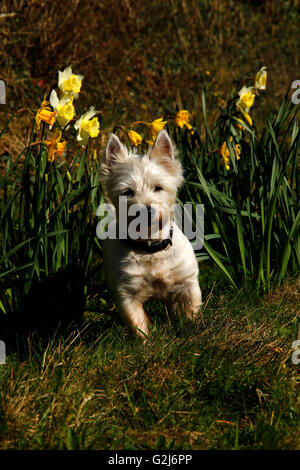 Frühling in Großbritannien, wunderschöne Blüte Blüten leuchtend gelben Narzissen & englische Glockenblumen, schöne Spaziergänge mit Hunden Stockfoto