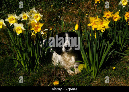 Frühling in Großbritannien, wunderschöne Blüte Blüten leuchtend gelben Narzissen & englische Glockenblumen, schöne Spaziergänge mit Hunden Stockfoto