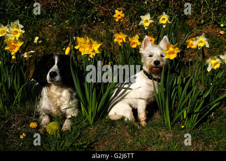 Frühling in Großbritannien, wunderschöne Blüte Blüten leuchtend gelben Narzissen & englische Glockenblumen, schöne Spaziergänge mit Hunden Stockfoto