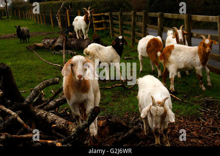 Inland, Boer Ziegen genießen das Leben in Ullacombe Hofladen auf Dartmoor in Devon Stockfoto