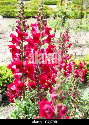 blühenden Garten Blume Bilder aus dem Monat in Madrid botanischen Gärten Stockfoto