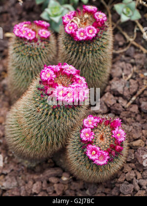 blühende Kaktusblüte fotografiert in Madrid botanischen Gärten Stockfoto