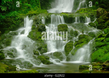 Dickson Creek in Dickson verliebt sich in Acadian Wald Fundy Natinoal Park New Brunswick, Kanada Stockfoto