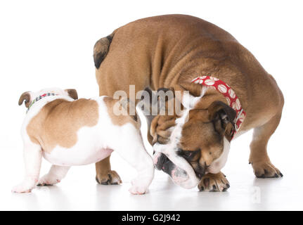 Vater und Tochter Englisch Bulldogs begrüßen einander auf weißem Hintergrund Stockfoto