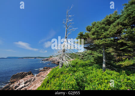 Küste entlang der Cabot Strait auf dem Cabot Trail an der Lackies Bucht Cape Breton Highlands National Park Nova Scotia Kanada Stockfoto