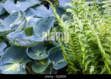 Hosta 'Great Expectations' mit grossen Blättern fern Stockfoto