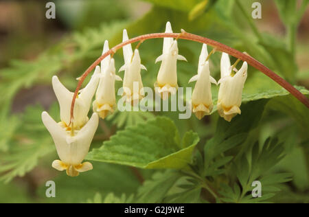 Dutchman's Hosen (Dicentra Cucullaria), Manitoulin Island, Ontario, Kanada Stockfoto