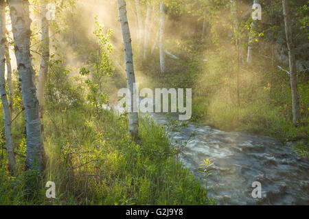 Aufgehende Sonne beleuchtet Morgennebel entlang kleiner Bach, Sudbury, Ontario, Kanada Stockfoto