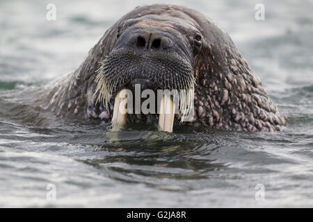 Walross, Odobenus Rosmarus, im Wasser, Spitzbergen, Norwegen Stockfoto