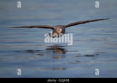 Nördlichen Fulmar, Fulmarus Cyclopoida, Spitzbergen, Norwegen Stockfoto