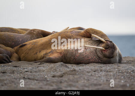 Walross, Odobenus Rosmarus, am Strand, Spitzbergen, Norwegen Stockfoto