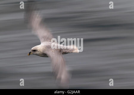 Nördlichen Fulmar, Fulmarus Cyclopoida, Spitzbergen, Norwegen Stockfoto