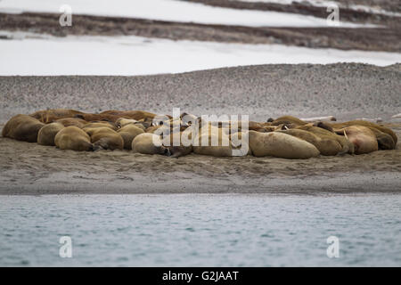 Walross, Odobenus Rosmarus Gruppe am Strand, Spitzbergen, Norwegen Stockfoto