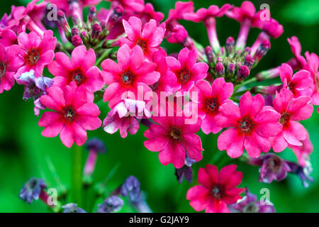 Primula japonica 'Müller's Crimson' blühend Stockfoto