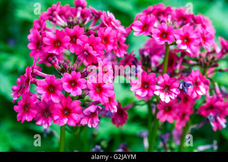 Primula japonica 'Miller Crimson', Stockfoto