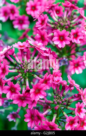 Primula japonica 'Müller's Crimson', rosa japanische Primrose Stockfoto