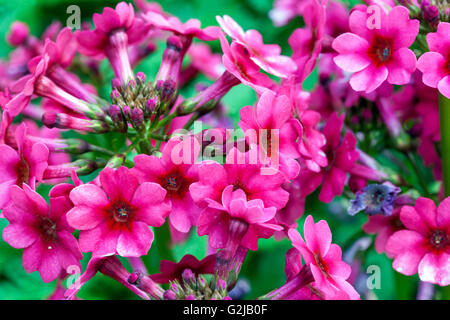 Primula japonica 'Miller Crimson', Stockfoto