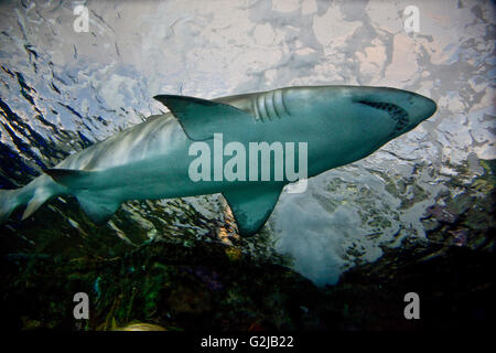 Hai schwimmt durch in Dangerous Lagune an der Riply Aquarium of Canada auf Basis des CN Tower in Toronto, Kanada. Stockfoto