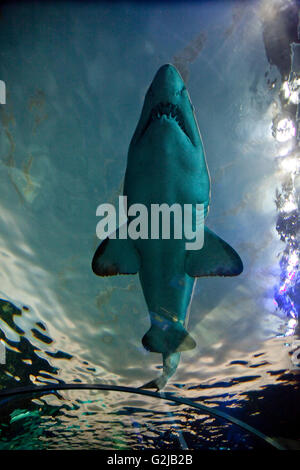 Hai schwimmt durch in Dangerous Lagune an der Riply Aquarium of Canada auf Basis des CN Tower in Toronto, Kanada Stockfoto