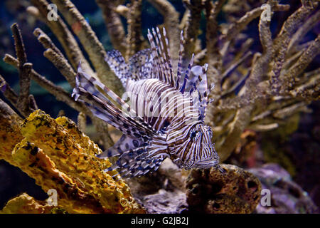 Red Lionfish ausgestellt in der Galerie an der Riply Aquarium of Canada auf Basis des CN Tower in Toronto, Kanada. Stockfoto