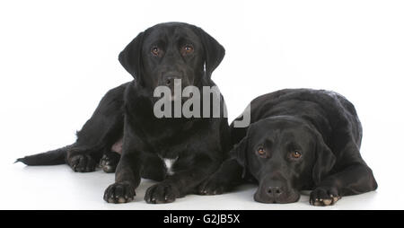 zwei schwarze Labrador retriever Festlegung auf weißem Hintergrund Stockfoto