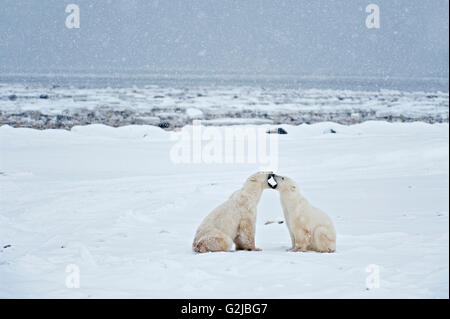 Eisbären sparring Ursus Maritimus auf gefrorene Tundra, Churchill, Manitoba, Kanada Stockfoto