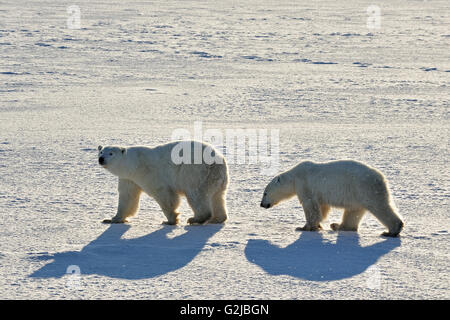 Eisbären Ursus Maritimus auf gefrorene Tundra, Churchill, Manitoba, Kanada Stockfoto