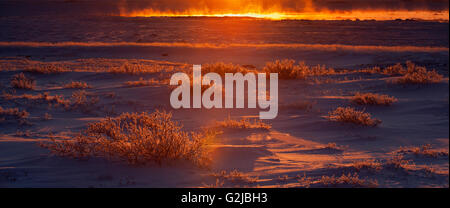 Panorama der Abend Hintergrundbeleuchtung gegen Raureif bedeckt in der offenen Tundra Vegetation, Churchill, Manitoba, Kanada Stockfoto