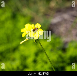 Honigbiene auf Oxalis Unkraut Oxalidaceae oder Sauerklee Soursob in der Straße kurz vor wachsen und blühen im späten Herbst. Stockfoto