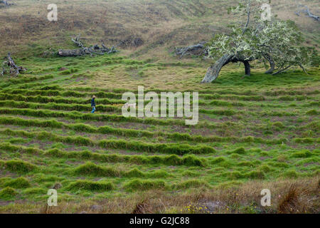 Bereich der out-gepflanzten Koa Selve, Hawaiian Vermächtnis Hartholz, Stockfoto