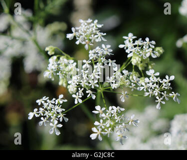 Die zierlichen weißen Blüten Daucus Carota auch bekannt als Wilde Möhre oder Queen Anne es Lace. Stockfoto