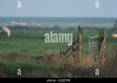 ein paar der Mäusebussard (Buteo Buteo) thront auf Zaunpfosten auf Ackerland mit Blick auf Schafe Feld, Pett, East Sussex, UK Stockfoto