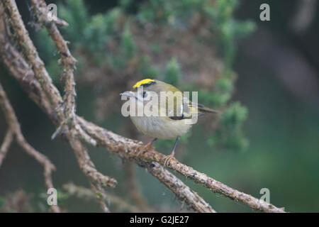 Ein Wintergoldhähnchen (Regulus Regulus) thront unter Zweigen, Rye Harbour Nature Reserve, East Sussex, UK Stockfoto